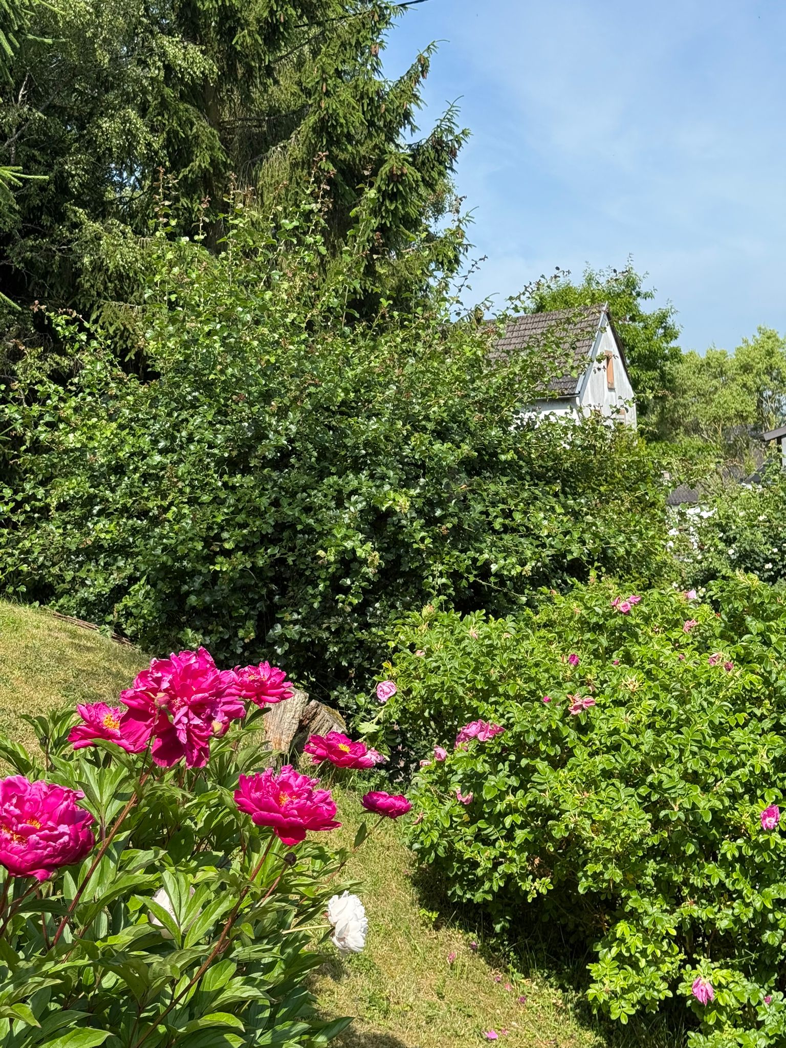 Farbenfrohe Staudenbeete